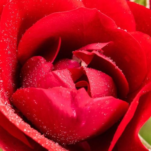 Trandafiri online - Roșu - trandafir pentru straturi Floribunda - fără parfum - Rosa Othello - Tim Hermann Kordes  - ,-